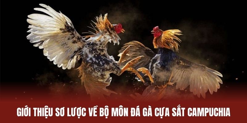 Giới thiệu sơ lược về bộ môn đá gà cựa sắt Campuchia