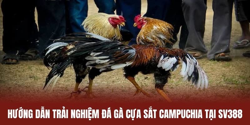 Hướng dẫn theo dõi và đặt cược đá gà cựa sắt Campuchia tại SV388