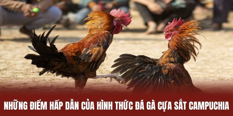 Những điểm hấp dẫn của hình thức đá gà cựa sắt Campuchia