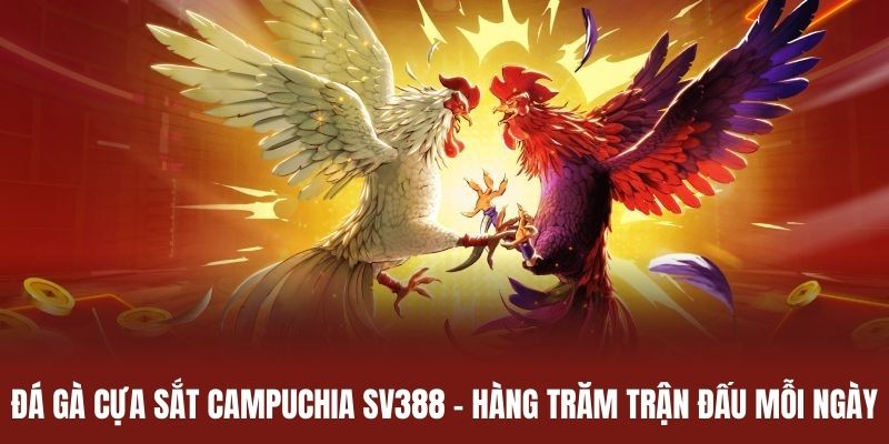 Đá Gà Cựa Sắt Campuchia - Hàng Trăm Trận Đấu Mỗi Ngày