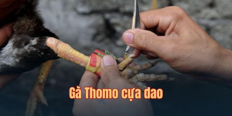 Mãn nhãn với các màn ra đòn trong trận chiến cựa dao