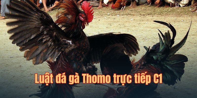 Đá gà trực tiếp cúp C1 và luật chơi từ ban tổ chức