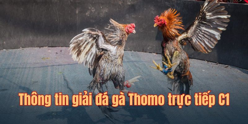 Đá gà Thomo trực tiếp C1 là giải đấu cực kỳ được yêu thích
