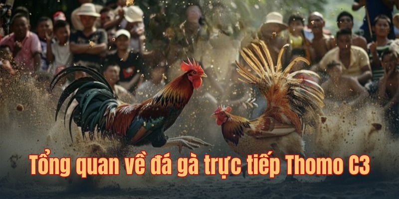 Các trận đấu gà trực tiếp C3 vô cùng cuồng nhiệt