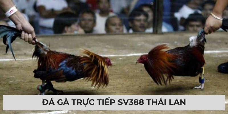 Đá gà trực tiếp SV388 Thái Lan