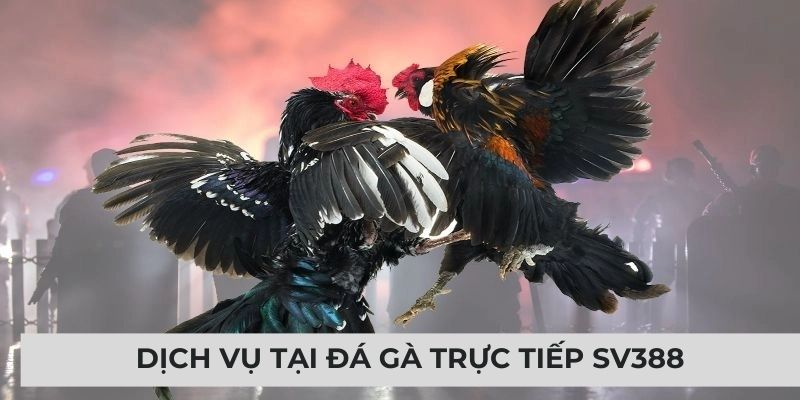 Các dịch vụ tại đá gà trực tiếp SV388
