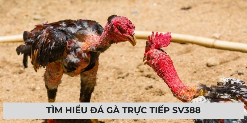 Tìm hiểu đá gà trực tiếp SV388