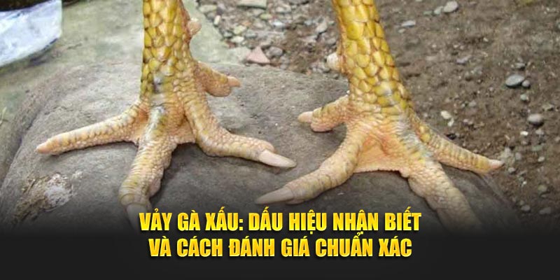 Vảy Gà Xấu - Dấu Hiệu Và Cách Đánh Giá Chính Xác từ SV388