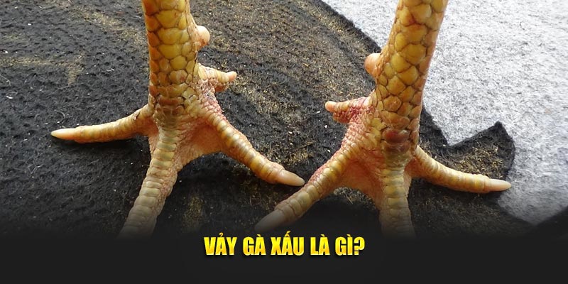 Giới thiệu chi tiết về loại vảy gà xấu
